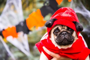 Köpek bezleri. Boynuzlu şeytan kostüm giyen bir köpek