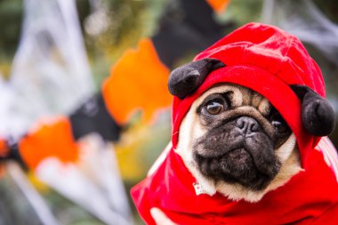 Köpek bezleri. Boynuzlu şeytan kostüm giyen bir köpek