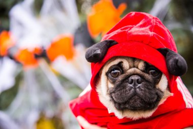 Köpek bezleri. Boynuzlu şeytan kostüm giyen bir köpek