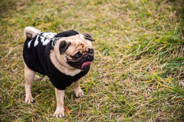 Köpek bezleri. Parkta yürüyen köpek