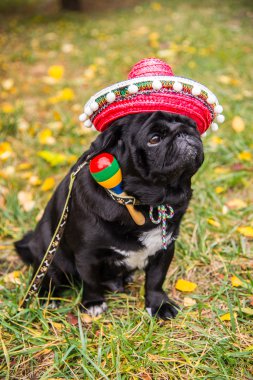 Köpek bezleri. Köpek bir Meksikalı giyinmiş. şapka sombrero