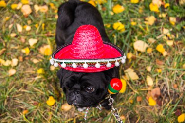 Köpek bezleri. Köpek bir Meksikalı giyinmiş. şapka sombrero