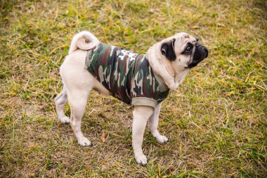 Köpek bezleri. Parkta yürüyen köpek