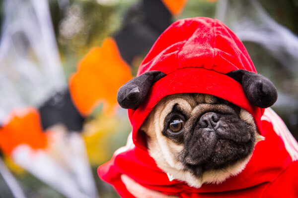 Dog Mops. A dog wearing a devil costume with horns