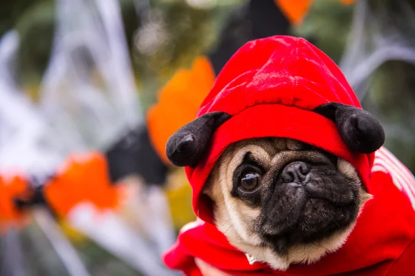 Dog Mops. Um cão vestindo um traje de diabo com chifres — Fotografia de Stock