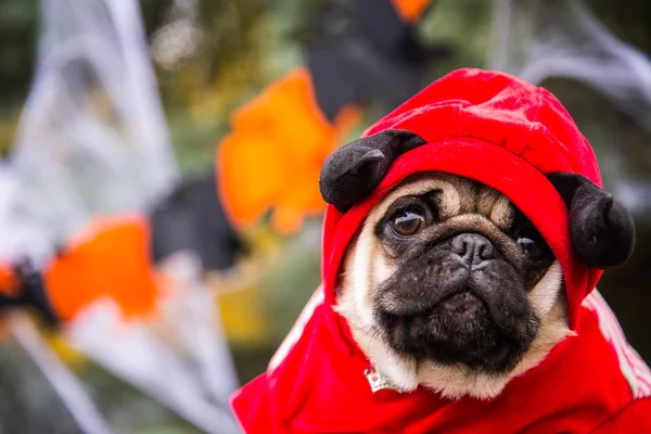 Dog Mops. Um cão vestindo um traje de diabo com chifres — Fotografia de Stock