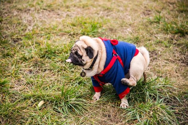 Dog Mops. Dog walking in the park — Stock Photo, Image