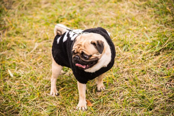 Dog Mops. Dog walking in the park — Stock Photo, Image