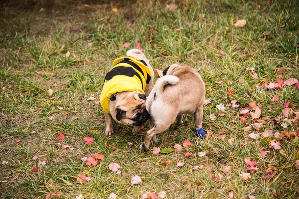 Mops pes. Venčení v parku — Stock fotografie