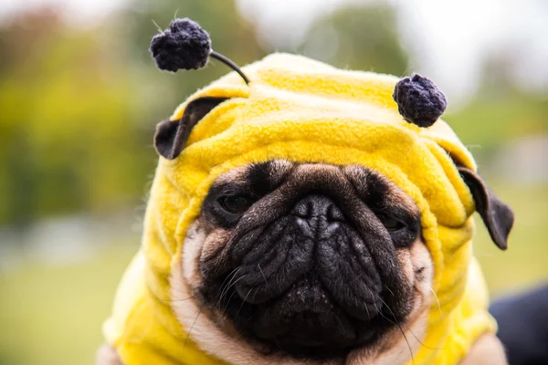 Pies Mops. kostium pszczoły — Zdjęcie stockowe