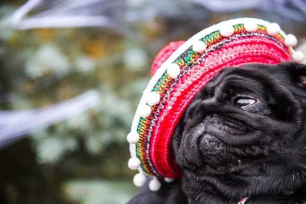 Dog Mops. Perro vestido de mexicano. sombrero sombrero — Foto de Stock