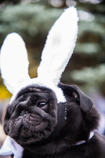 Cane Mops. Cane vestito da coniglio bianco . — Foto Stock