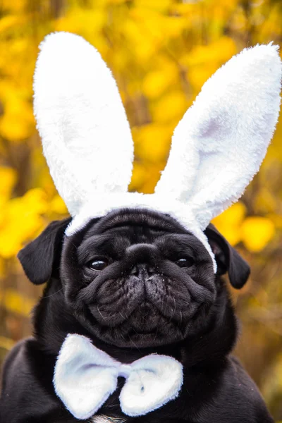 Köpek paspası. Köpek kötü havada yürüyor. Köpekler için sıcak kıyafetler.