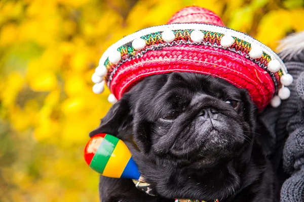 Dog Mops. Perro vestido de mexicano. sombrero sombrero — Foto de Stock
