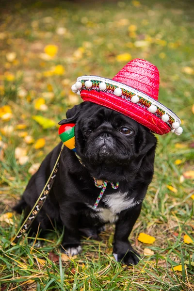 Dog Mops. Perro vestido de mexicano. sombrero sombrero — Foto de Stock