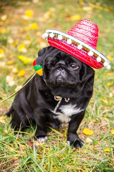 Dog Mops. Cão vestido de mexicano. chapéu sombrero — Fotografia de Stock