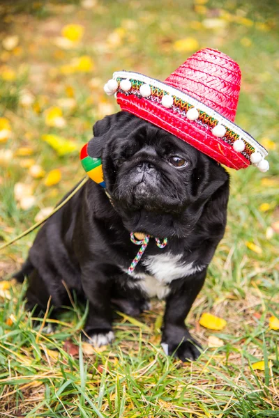 Köpek bezleri. Köpek bir Meksikalı giyinmiş. şapka sombrero