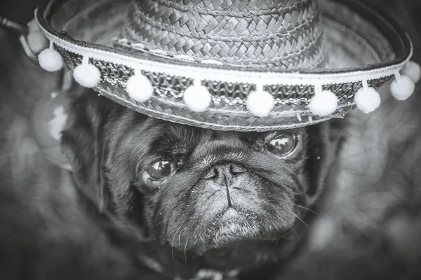 Dog Mops. Perro vestido de mexicano. sombrero sombrero — Foto de Stock