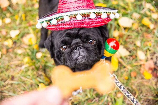 Dog Mops. Perro vestido de mexicano. sombrero sombrero — Foto de Stock