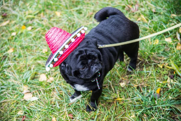 Dog Mops. Perro vestido de mexicano. sombrero sombrero — Foto de Stock