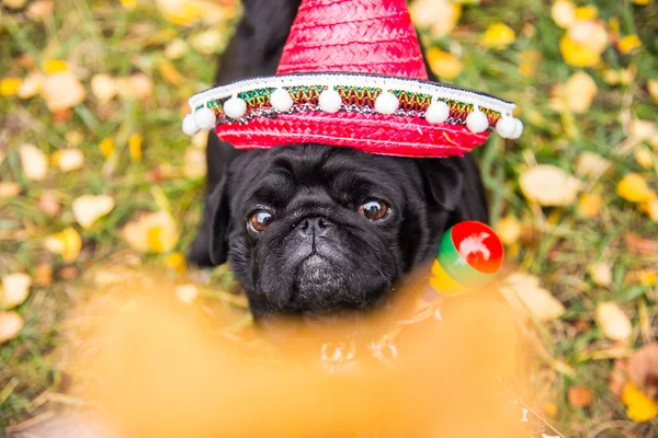 Mops pes. Pes, oblečený jako Mexičan. sombrero klobouk — Stock fotografie