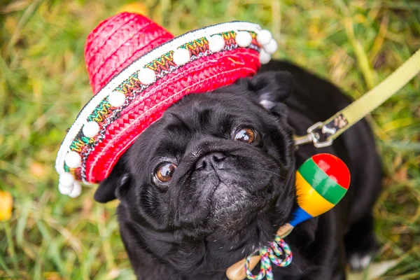 Dog Mops. Perro vestido de mexicano. sombrero sombrero — Foto de Stock