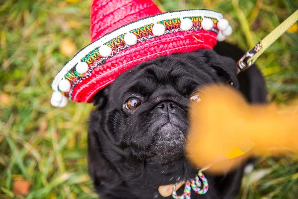 Dog Mops. Perro vestido de mexicano. sombrero sombrero — Foto de Stock