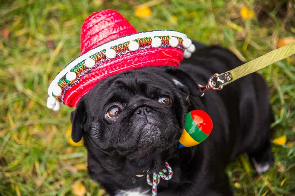 Dog Mops. Perro vestido de mexicano. sombrero sombrero — Foto de Stock