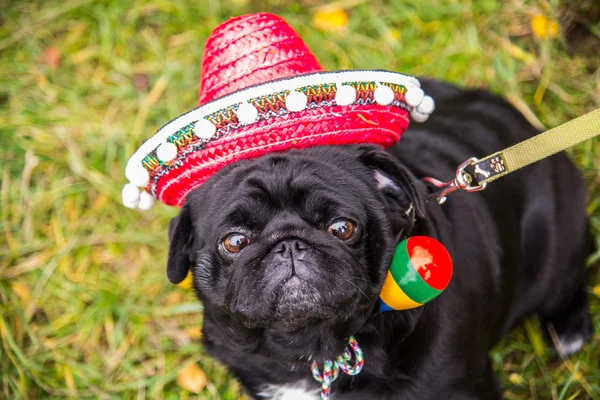 Dog Mops. Perro vestido de mexicano. sombrero sombrero — Foto de Stock