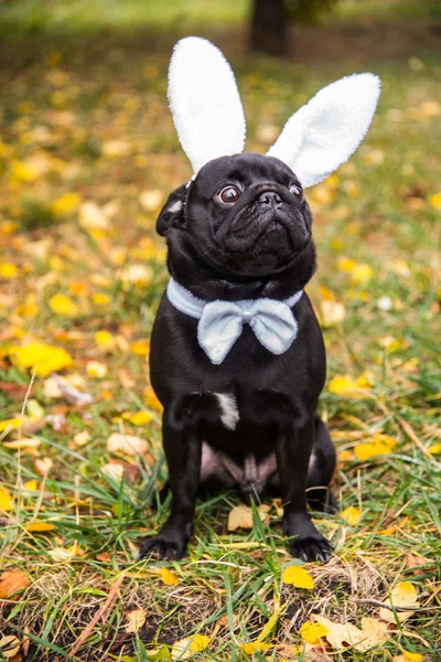 Hundemops. Hund als weißes Kaninchen verkleidet. — Stockfoto