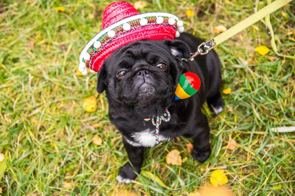 Dog Mops. Cão vestido de mexicano. chapéu sombrero — Fotografia de Stock