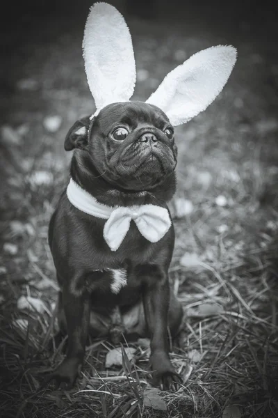 Hund moppar. Hund klädd som vit kanin. — Stockfoto