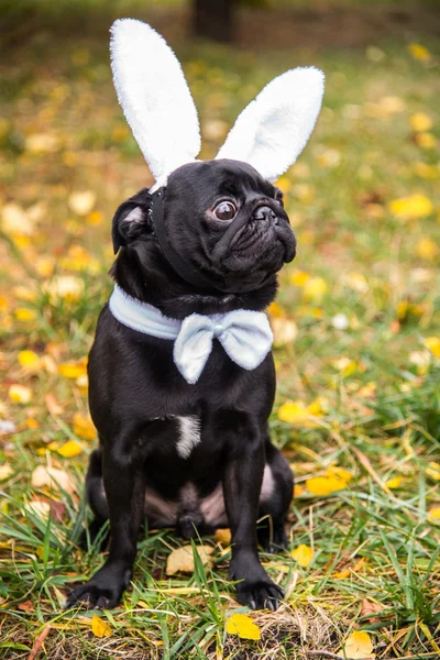 Dog Mops. Dog dressed as white rabbit. — Stock Photo, Image