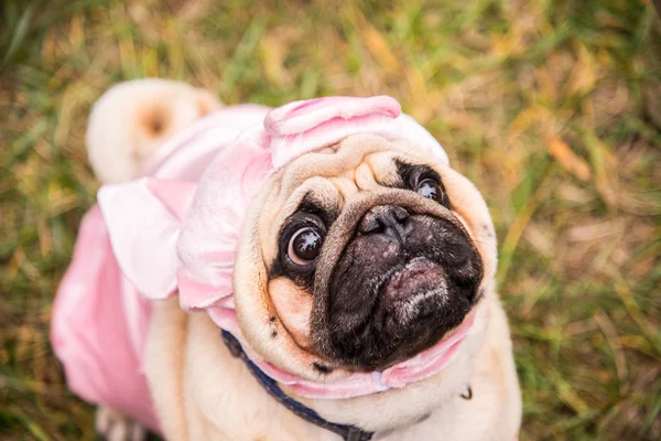 Dog Mops. Dog dressed as a pig — Stock Photo, Image