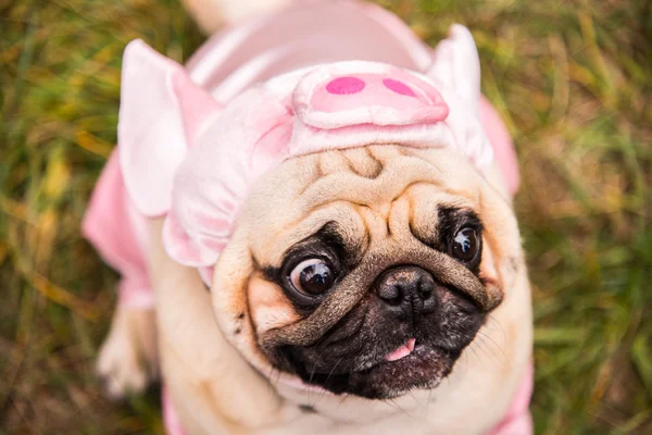 Dog Mops. Perro vestido de cerdo — Foto de Stock