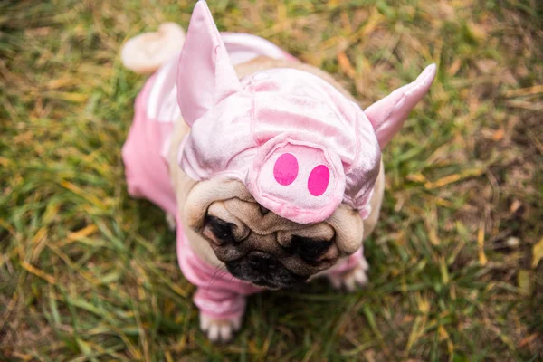 Dog Mops. Perro vestido de cerdo —  Fotos de Stock