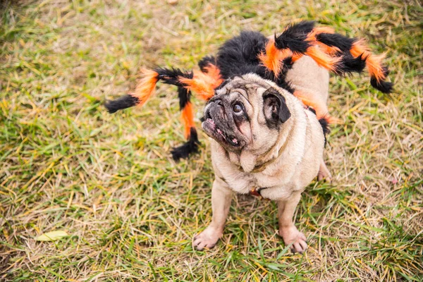 Dog Mops. Dog dressed as Spiderman — Stock Photo, Image