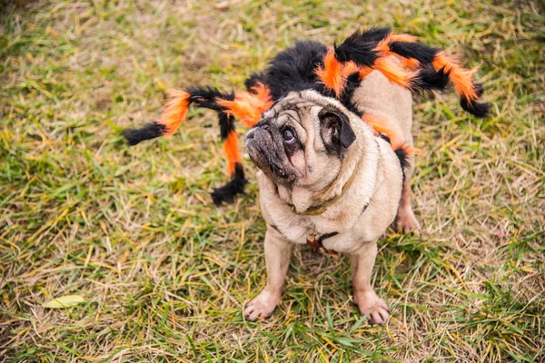 Dog Mops. Perro vestido como Spiderman —  Fotos de Stock