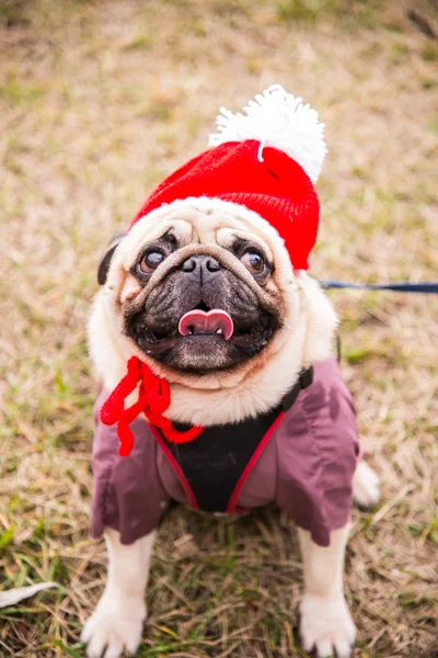 Dog Mops. Cão vestido de Papai Noel — Fotografia de Stock
