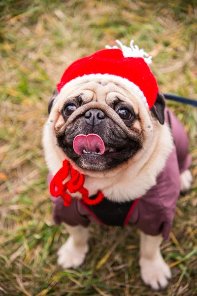 Dog Mops. Cão vestido de Papai Noel — Fotografia de Stock