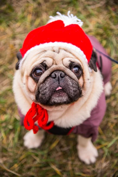 Dog Mops. Perro vestido como Santa Claus — Foto de Stock