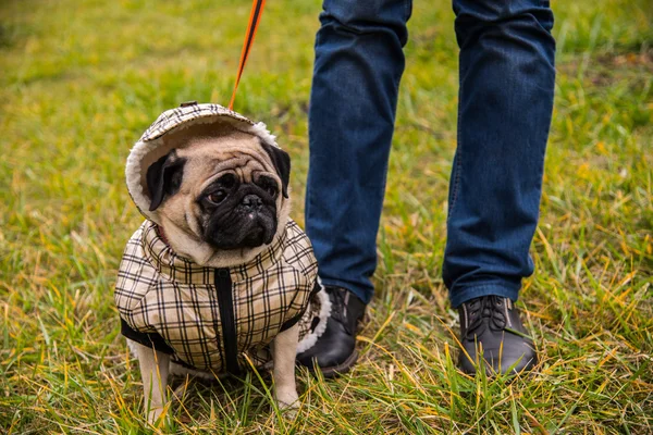 Dog Mops. Perro caminando con mal tiempo. Ropa abrigada para perros —  Fotos de Stock