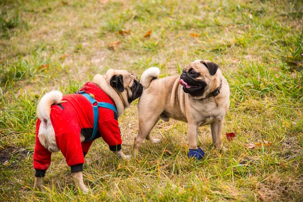 Dog Mops. Paseo del perro por el parque —  Fotos de Stock