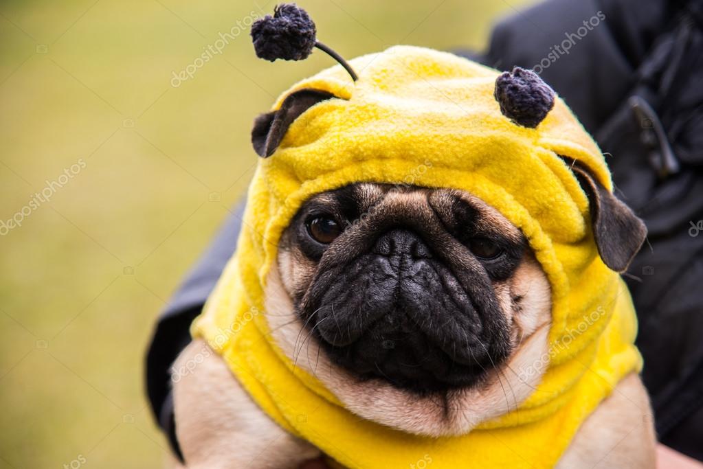 Dog Mops. costume bee Stock Photo liukov 87920610