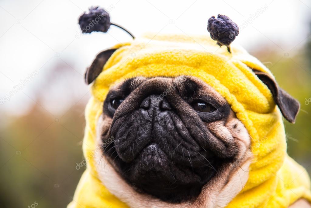 Dog Mops. costume bee