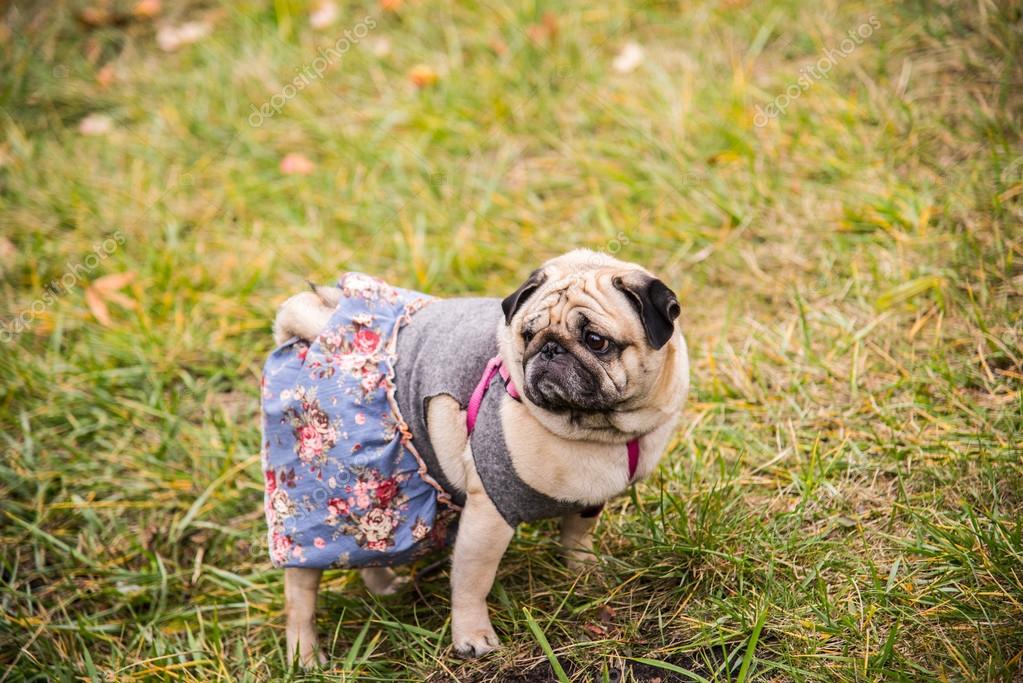 Dog Mops. Dog walking in the park Stock Photo by ©liukov 87922028
