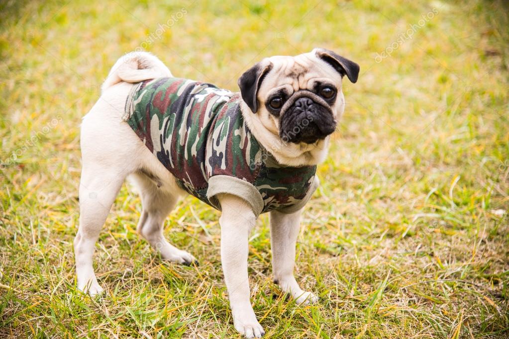 Dog Mops. Dog walking in the park — Stock Photo © liukov ... Dog Mops. Dog walking in the park — Stock Photo © liukov ...