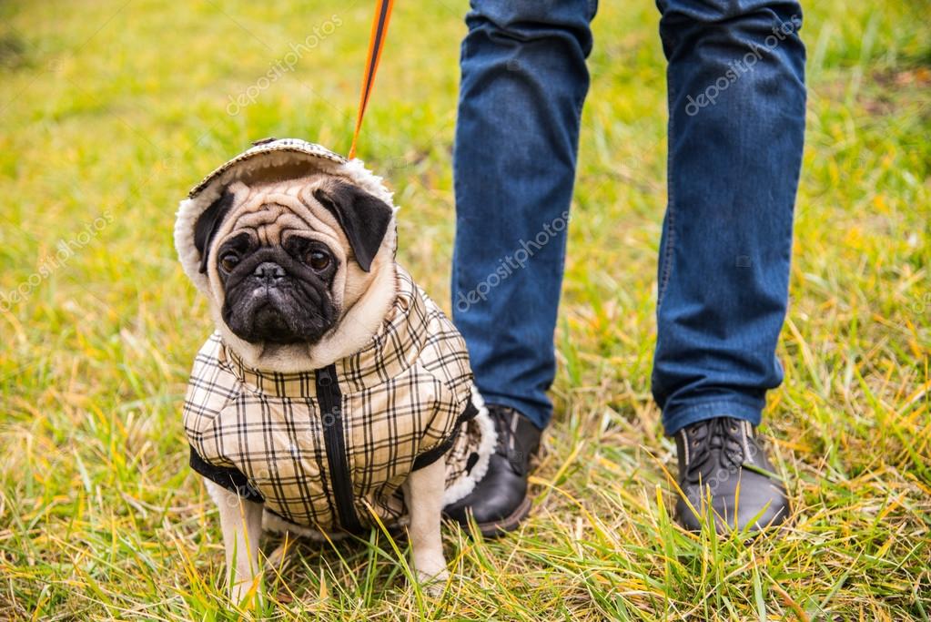 Are Clothes Bad For Dogs