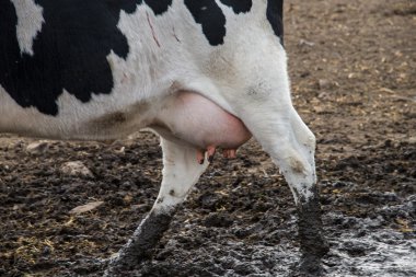 İnek çiftliği. bir alan üzerinde otlatma inek