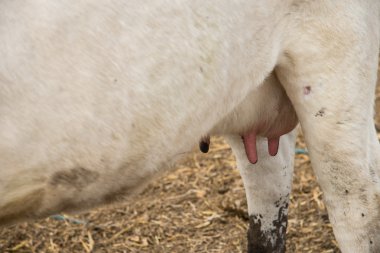 İnek çiftliği. bir alan üzerinde otlatma inek